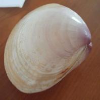 芙蓉蒸海蚌的做法