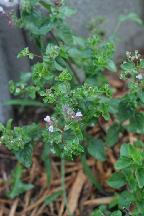 ţ�����ӵ�����