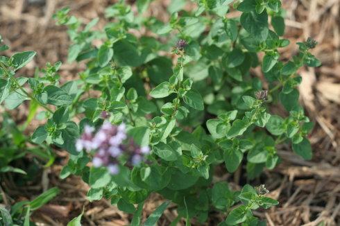 ţ�����ӵ�����