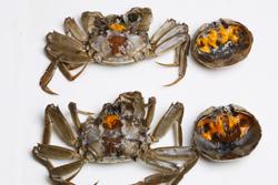 螃蟹辣白菜炒年糕的做法