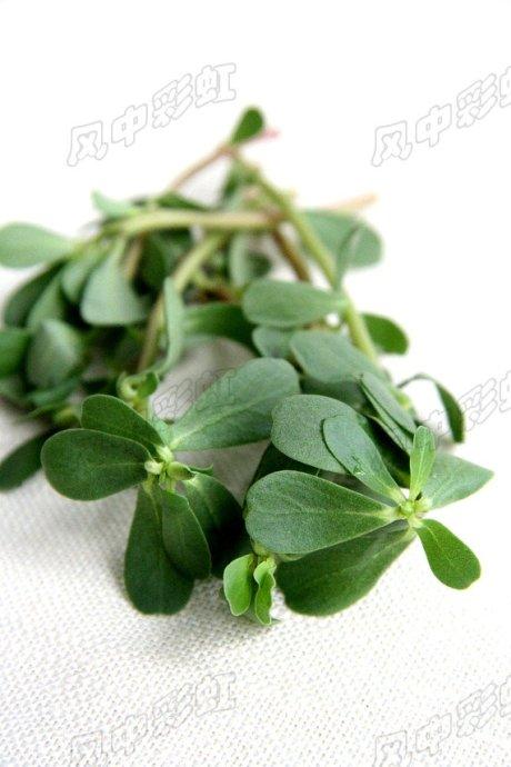 马齿苋饺子的做法