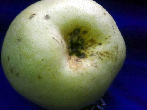 雪梨八宝的做法