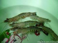 ���˲�Ϻ������