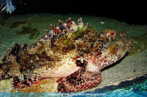 ����ʯ�������