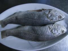 ���ջƻ��������