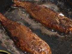 ���ջƻ��������