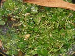 ���ջƻ��������