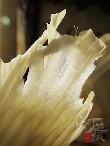 鱿鱼豆腐炖白菜的做法