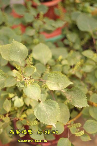 ��������բз������