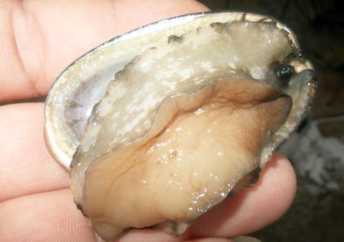 �ݽ����������