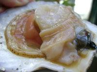 蒜蓉红椒蒸扇贝的做法