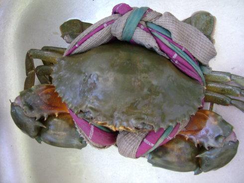 清蒸糯米红鲟的做法