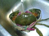 清蒸糯米红鲟的做法