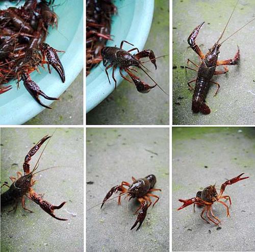 ʮ����ơ����Ϻ������