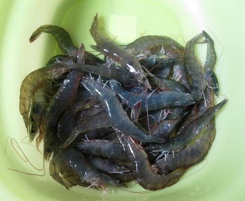 ����Ϻ�������