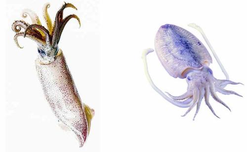 ��ͩ�������������