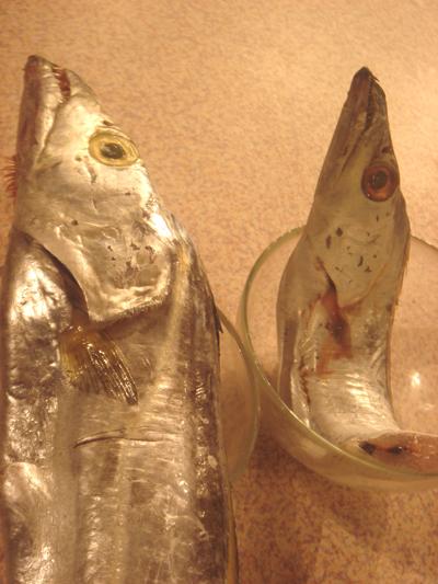 ľ�Ϟɴ��������