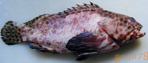 清蒸三斑石斑鱼的做法