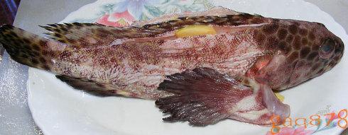 清蒸三斑石斑鱼的做法