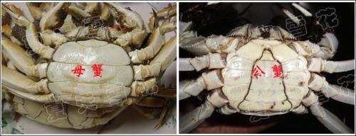 ���˴�բз������