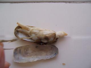 豉椒竹蛏的做法