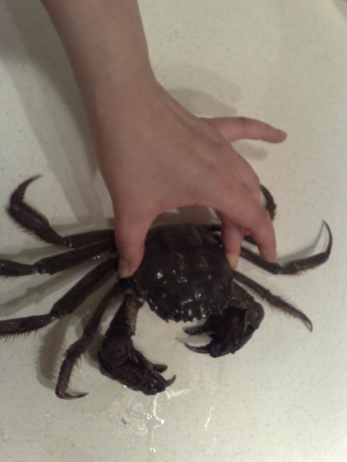 挑选大闸蟹的几点心得的做法