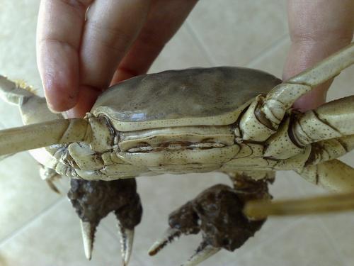 挑选大闸蟹的几点心得的做法