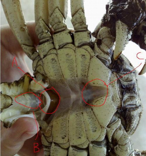 挑选大闸蟹的几点心得的做法