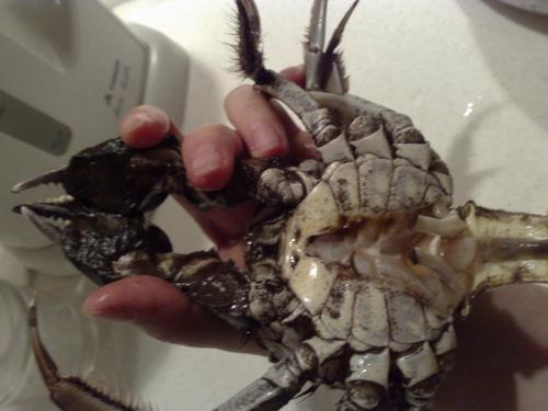 挑选大闸蟹的几点心得的做法