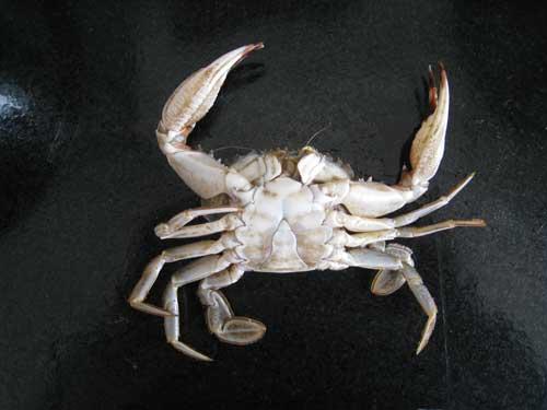 如何挑螃蟹的做法