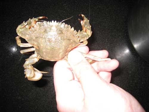 如何挑螃蟹的做法