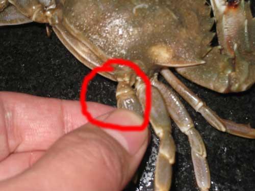 如何挑螃蟹的做法