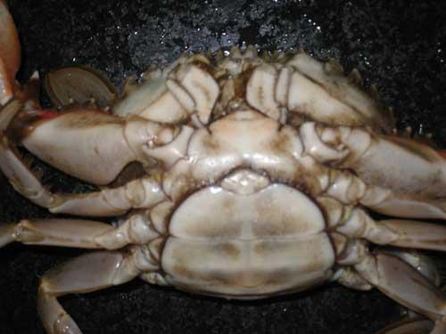 如何挑螃蟹的做法
