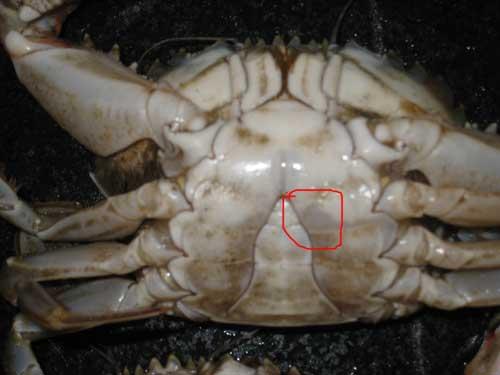 如何挑螃蟹的做法