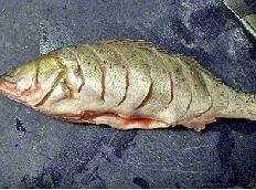 �������Ե�����