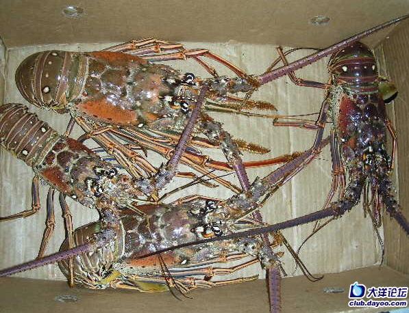 芝士焗龙虾的做法