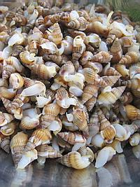 辣炒小海螺的做法