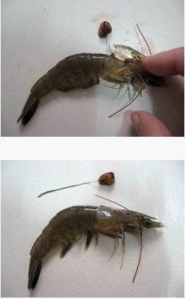 ������Ϻ������