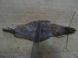 ������Ϻ������