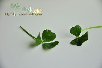 蚝油草头的做法