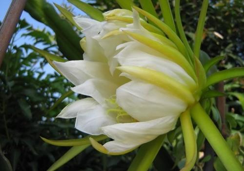 霸王花骨头汤的做法