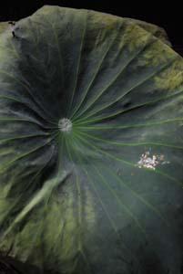 ����Ŵ�����Źǵ�����