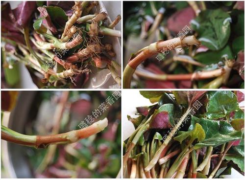 �����۶���������