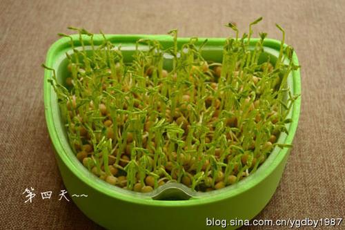 �����㶹�������