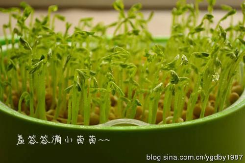 �����㶹�������