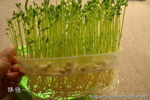 �����㶹�������