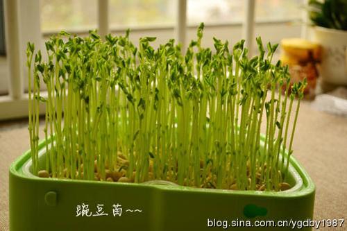 �����㶹�������