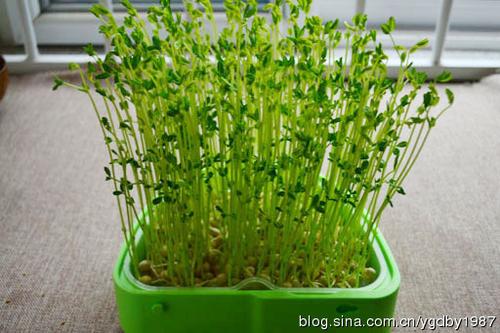 �����㶹�������