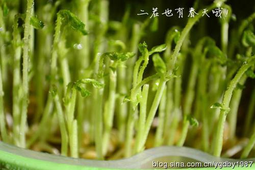 �����㶹�������