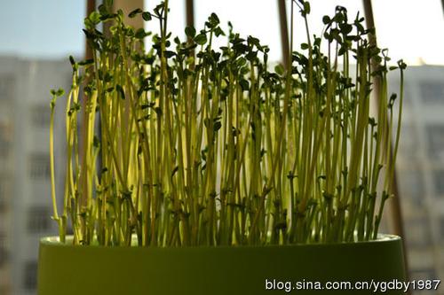 �����㶹�������